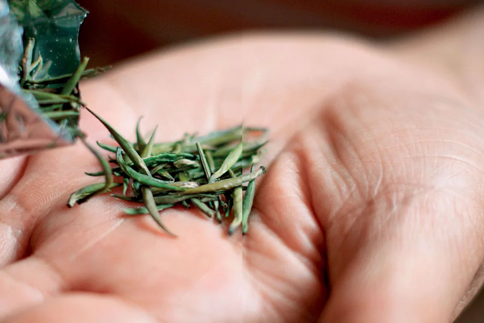 Loose green tea leaves being poured into an open hand.