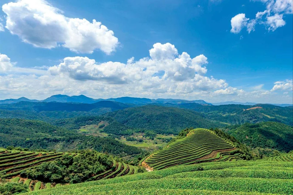 Tea gardens following the contours of green mountain slopes beneath a blue sky.