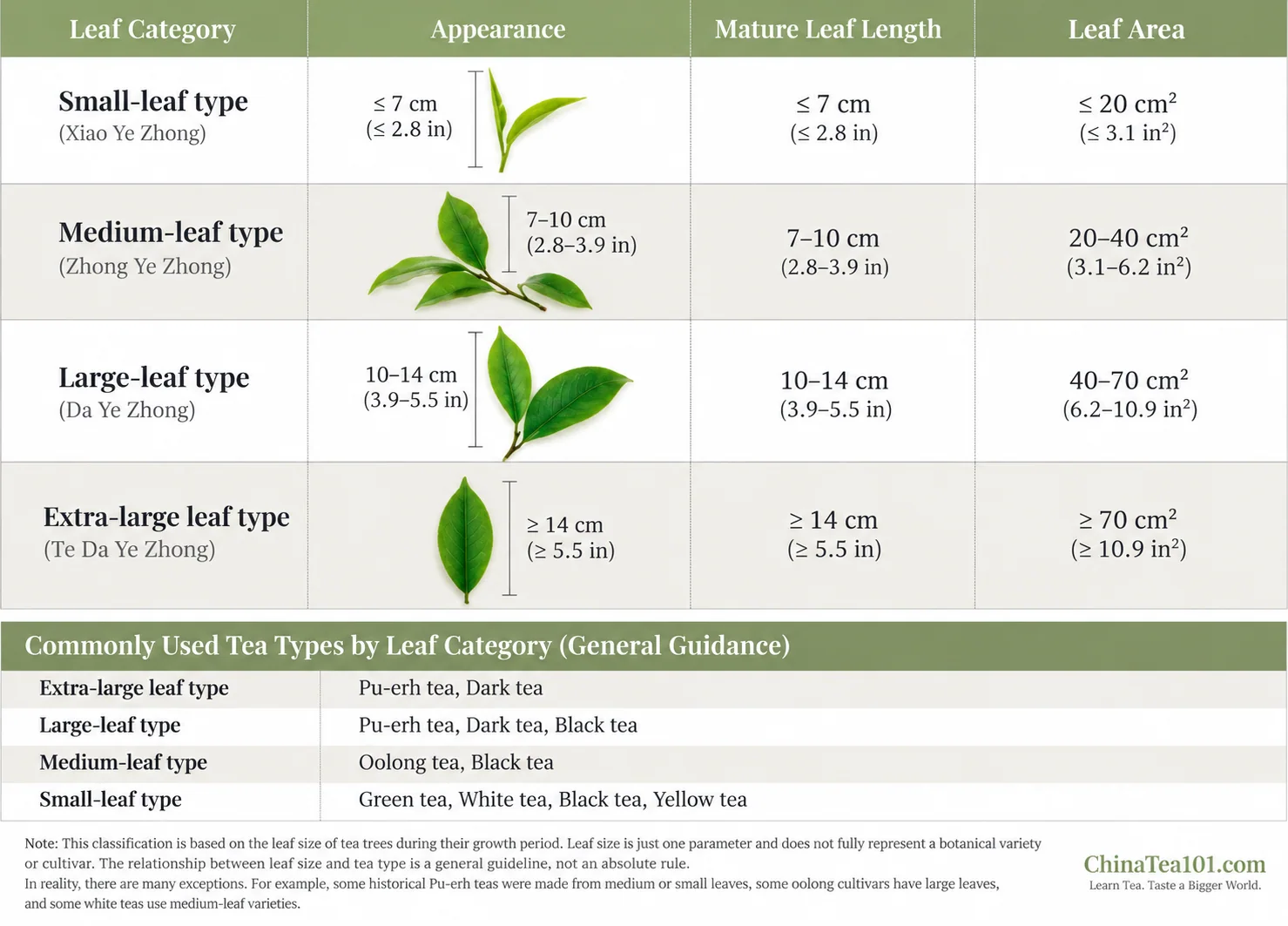 Comparison chart of small, medium, large and extra-large tea leaf categories.