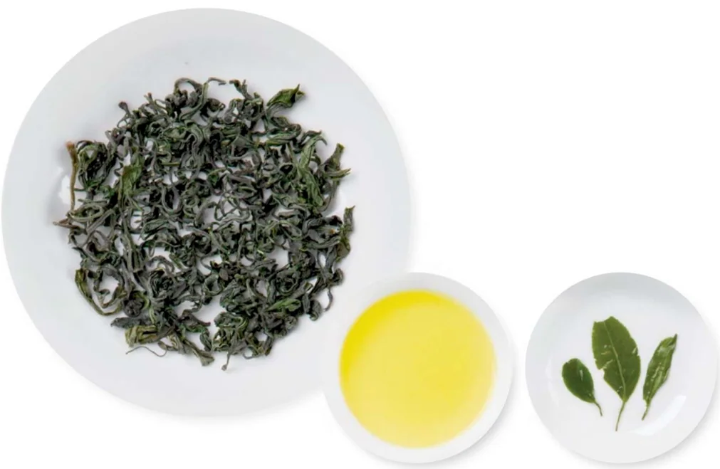 Reference view of curled Rizhao green tea leaves, yellow tea liquor and opened wet leaves.