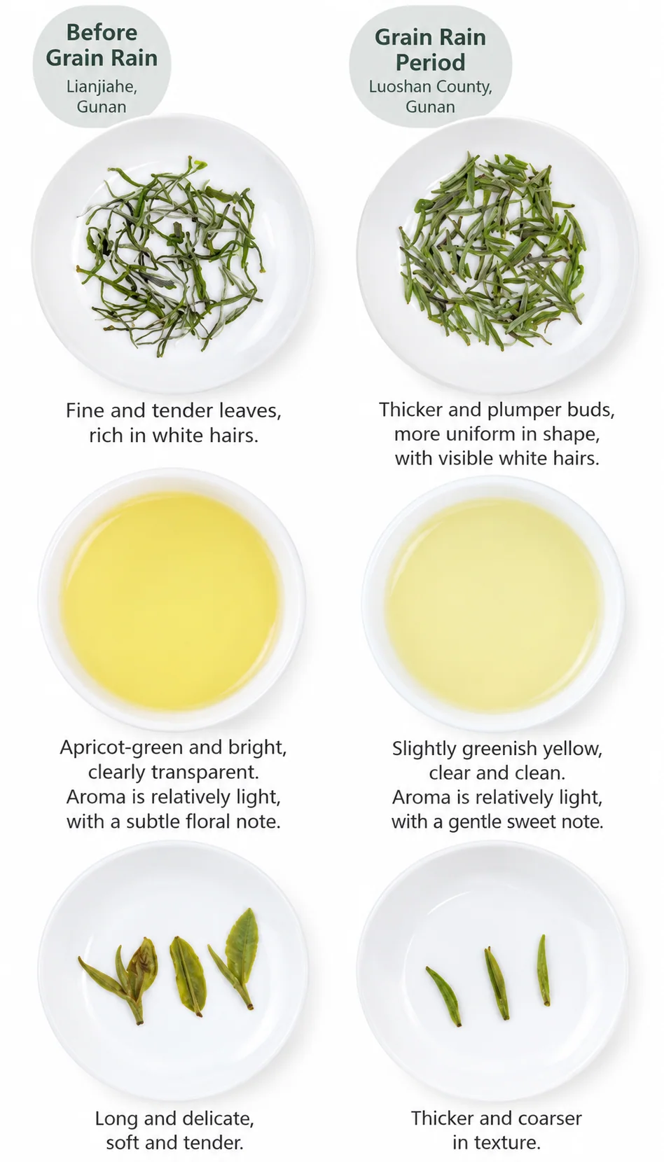 Reference comparison of Xinyang Maojian leaves, liquor and wet leaves from two harvest periods.